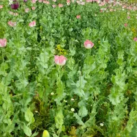 انجام کلی کارهای کشاورزی