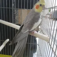 عروس هلندی سخن گو|پرنده|ماهدشت, |دیوار