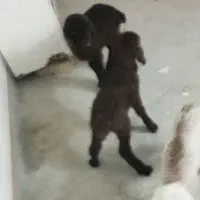 بره ماده شیری|حیوانات مزرعه|بجنورد, |دیوار