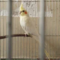 طوطی ماده|پرنده|الوند, |دیوار