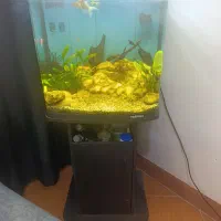 اکواریوم ماهیران