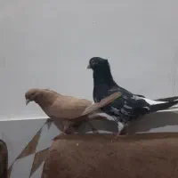 سرور دم سفید و زرد دم سفید خال سیاه دار|پرنده|مشهد, امیرآباد|دیوار