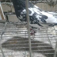 کله سیاه قواره دار