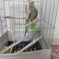 عروس هلندی نره آواز خوان|پرنده|تهران, انبار نفت|دیوار