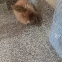 خرگوش لوپ۳ماهه