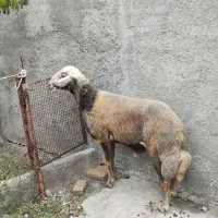 قوچ جوان ۴ دندان دوساله