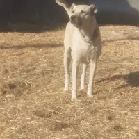 سگ ماده|سگ|کوهسار (البرز), |دیوار