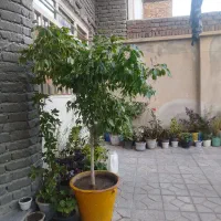 گل بنجامین زیبا