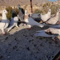 کبوتر‌پرشی