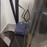 ماهی ، آکواریوم ، آنجل و پوزه بوته ای پمپ هوا|ماهی|گرگان, |دیوار