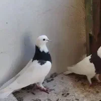 کفتر طوقی و ساده|پرنده|چابهار, |دیوار