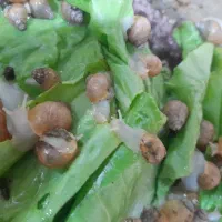 حلزون|خزنده|آبادان, |دیوار