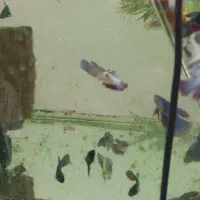 ماهی فایتر|ماهی|شاهینشهر, گرگاب|دیوار