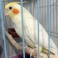 عروس هلندی ماده دستی و جوان