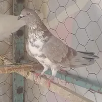کبوتر نر و ماده|پرنده|تنکمان, |دیوار