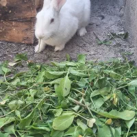 خرگوش|موش و خرگوش|ایذه, |دیوار