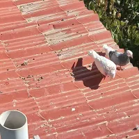 ۵تا کبوتر فروشی|پرنده|بجنورد, |دیوار