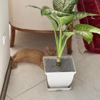 گربه نر عقیم شده