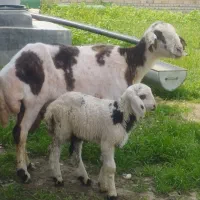 یک راس گوسفند جوان بابره نر