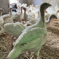 جوجه بوقلمون بیوتی فوق سنگین یک ماهه|حیوانات مزرعه|بانه, |دیوار