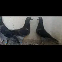 نروماده چاپی مسافتی