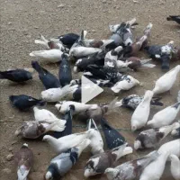 کبوترفر وشی