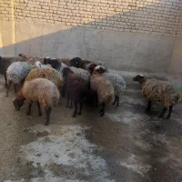 گوسفند معاوضه پراید پرشیا ۴۰۵ سمند ۲۰۶ تیبا وانت|حیوانات مزرعه|تهران, منیریه|دیوار