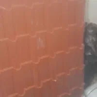 ایرانیت فلزی