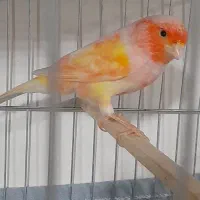 قناری ماده سوپری سرخ جوان صاف و اتو کشیده