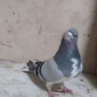 پرشی|پرنده|نیشابور, میدون بار|دیوار