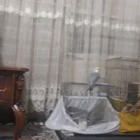 عروس هلندی سخنگو و باهوش