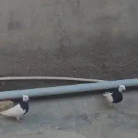 کبوتر طوقی|پرنده|شال, |دیوار