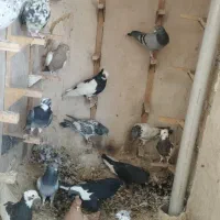 کبوتر رنگی|پرنده|شیراز, شهرک ایثار|دیوار