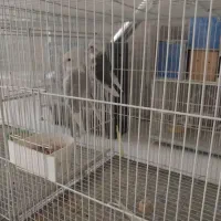 عروس هلندی مولد