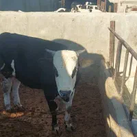 گوساله نر چاق