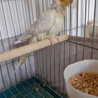 عروس لوتینو ماده