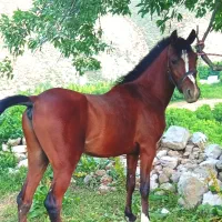 اسب اصیل|اسب و تجهیزات اسبسواری|شوشتر, |دیوار