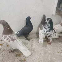 کبوتر|پرنده|شیراز, رازی|دیوار