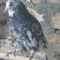 یک جفت سرور هفت رنگ