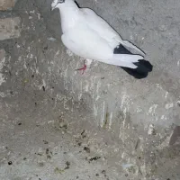 مجسمه کفترماکت نر