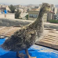 جوجه اردک