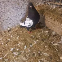 سینه سیاه کبوتر کفتر|پرنده|فسا, |دیوار