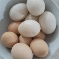 تخم مرغ خانگی و تخم اردک