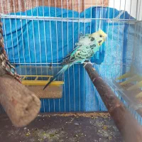 جفت پروانه ای