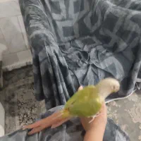 طوطی گرینچیک دستی خیلی ازوم اهلی|پرنده|خواف, |دیوار