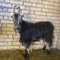 میش و بز و شیشک چاق برای کشتی|حیوانات مزرعه|آباده, |دیوار