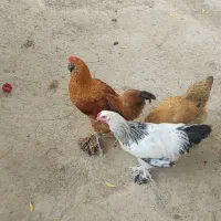 فروش مرغ و خروس  نژاد دار