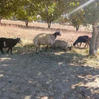 کوه قوچ 3شیره بهترن نژاد