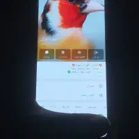 جوجه سهره چونه سفید و سهره زاغ|پرنده|تهران, فردوسی|دیوار
