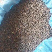 بذر لوبیا سبز